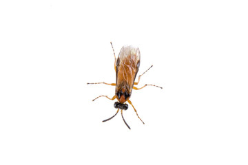 Brown insect on the white background