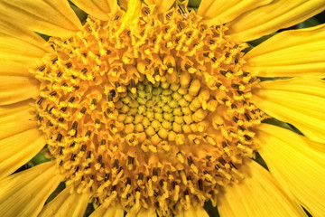 Center of the flower yellow sunflowers