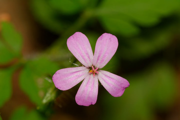 Pink flower with a blurred background
