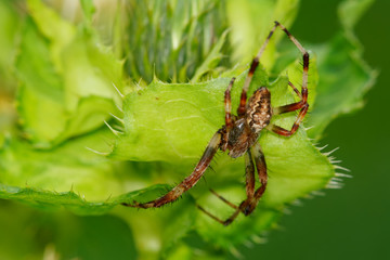 Brown spider sitting on a green thistle