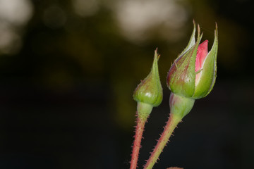 Two buds of roses