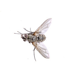 Grey fly on a black background