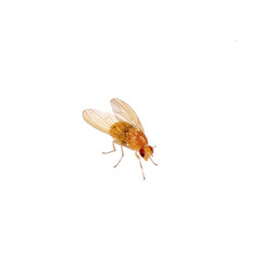 Beige fly on a white background