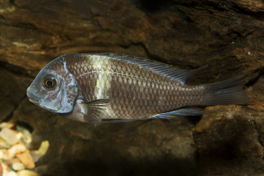 Cichlid fish from genus Tropheus