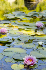 Flowering Lillypad in Pond