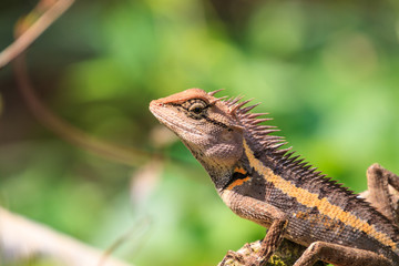 Green crested lizard