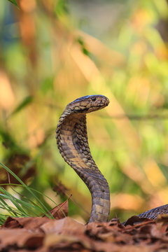 close up  Monocellate Cobra