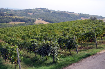 Fototapeta na wymiar Red wine grape hangs on the grapevine