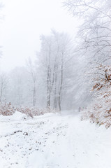 Foggy winter forest