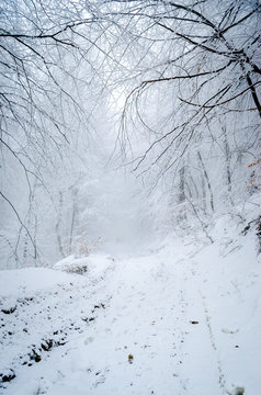Fototapeta Foggy winter forest