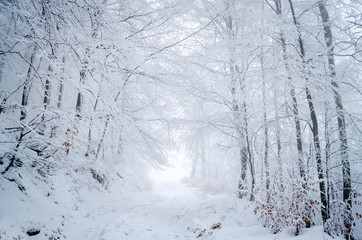 Foggy winter forest