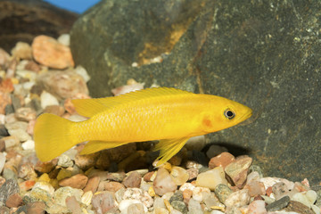 Obraz na płótnie Canvas Cichlid fish from genus Neolamprologus