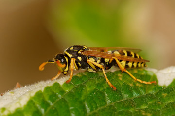 Wasp sitting on green leaf