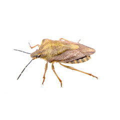 Brown shield bug on a white background