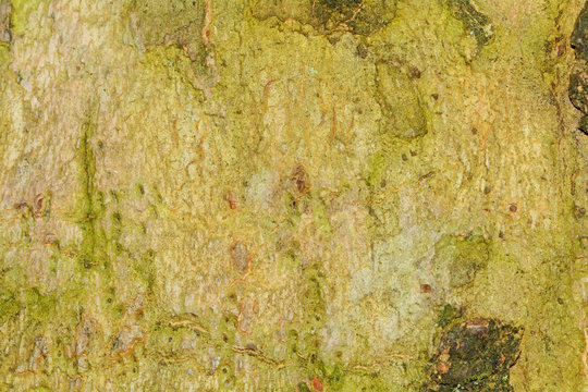 Brown green tree terk