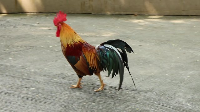 Thai cock full color