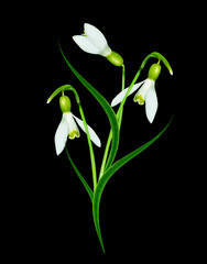 snowdrop flower isolated on black background