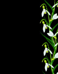 snowdrop flower isolated on black background