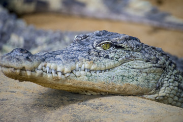 alligator, crocodile resting on the sand beside a brown river