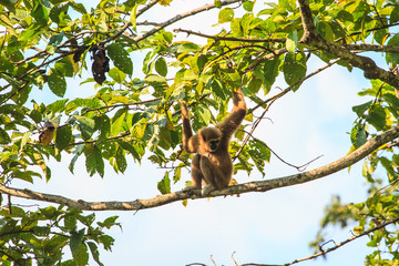  gibbon sitting on a tree's branch in forest