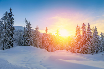 Beautiful sunset in winter forest
