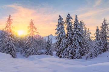 Trees covered with hoarfrost and snow in mountains