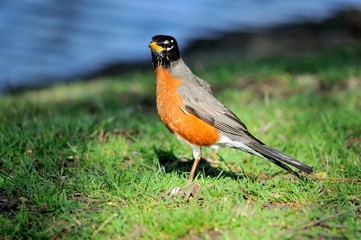 A single Robin hunting for food.