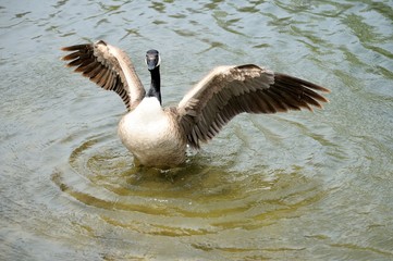 Canadian Goose with spread wings in a lake.