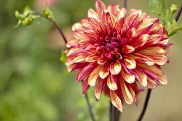 dahlia farm