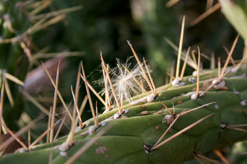 Dandelion catched between thorns of a cactus