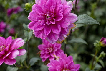 dahlia garden farm