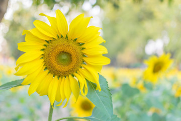 sunflower