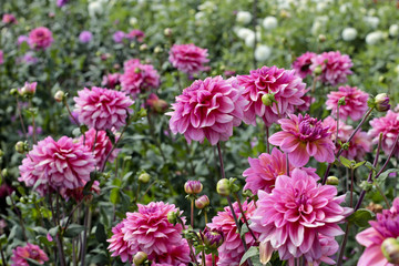 dahlia farm garden