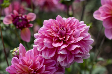 dahlia farm garden