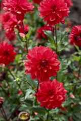 dahlia farm garden