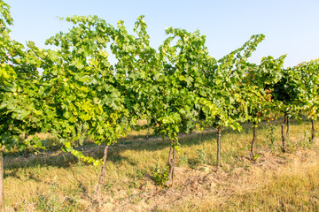 Fototapeta na wymiar View on the grape plantation