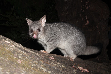 Bush tailed possum climbing down tree looking into the camera