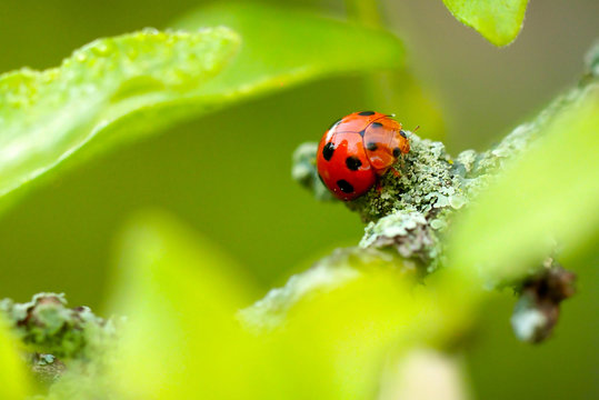 closeup ladybug on green tree in nature background