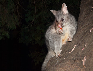 Bush tailed possum eating fruit in a tree