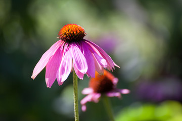 Purple Coneflowers (Echinacea) , close-up, selective focus