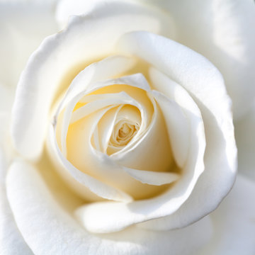 close up of white rose
