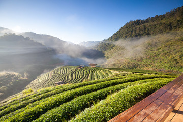 Tea plantation in the Doi Ang Khang, Chiang Mai, Thailand.