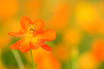 Beautiful spring flowers