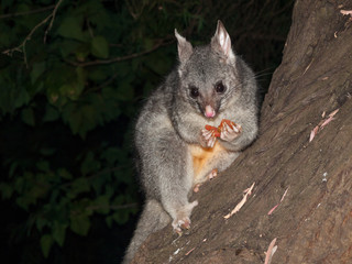 Bush tailed possum eating fruit in a tree