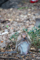 Monkey eating food on the ground , monkey thailand