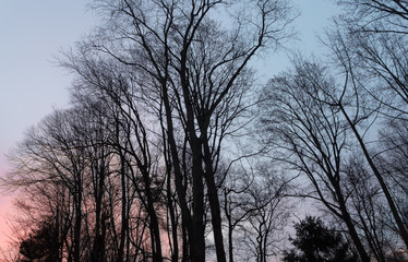 early morning sky with leafless trees in December