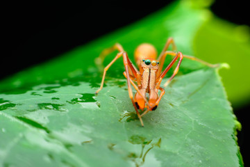 Ant spider  (males)