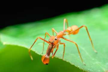 Ant spider  (males)