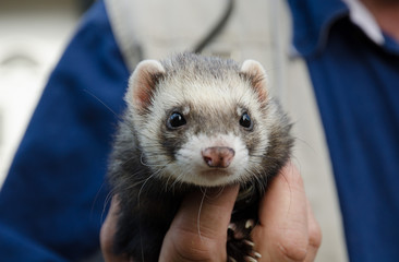 ferret being held in a mans hand