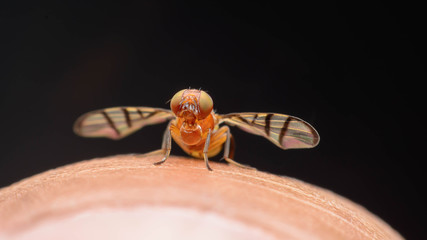 Hover Fly on finger